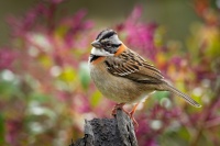 Strnadec ranni - Zonotrichia capensis - Rufous-collared Sparrow o1541_2